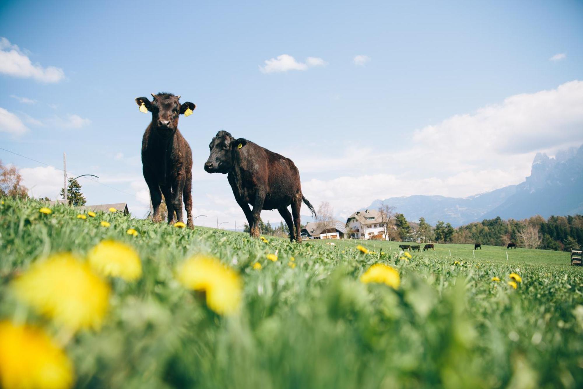 קוללבו Alpin Farm Linde - Oberweidacherhof מראה חיצוני תמונה