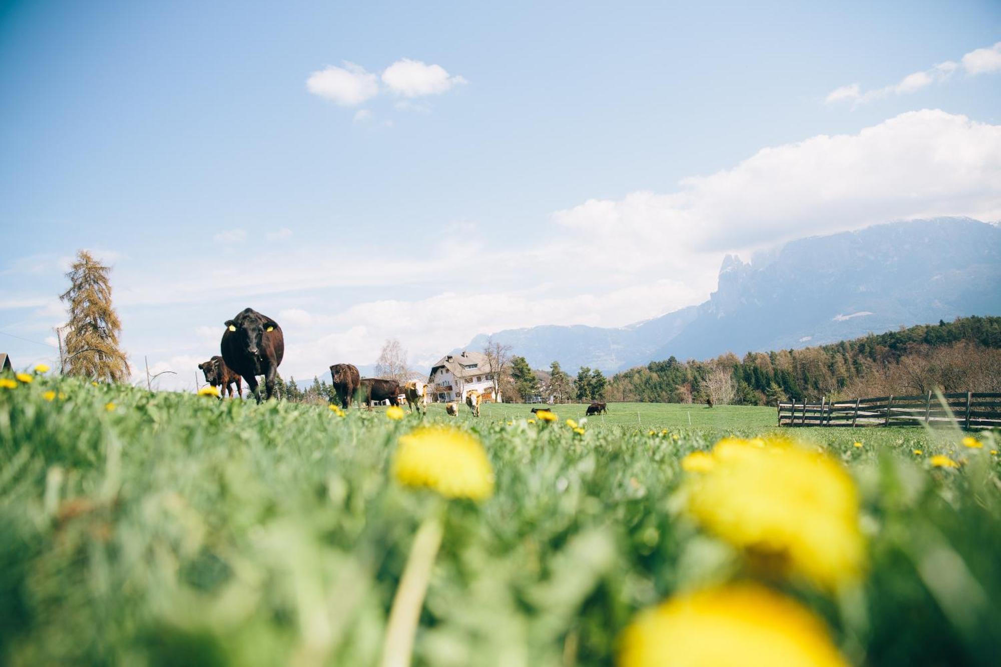 קוללבו Alpin Farm Linde - Oberweidacherhof מראה חיצוני תמונה