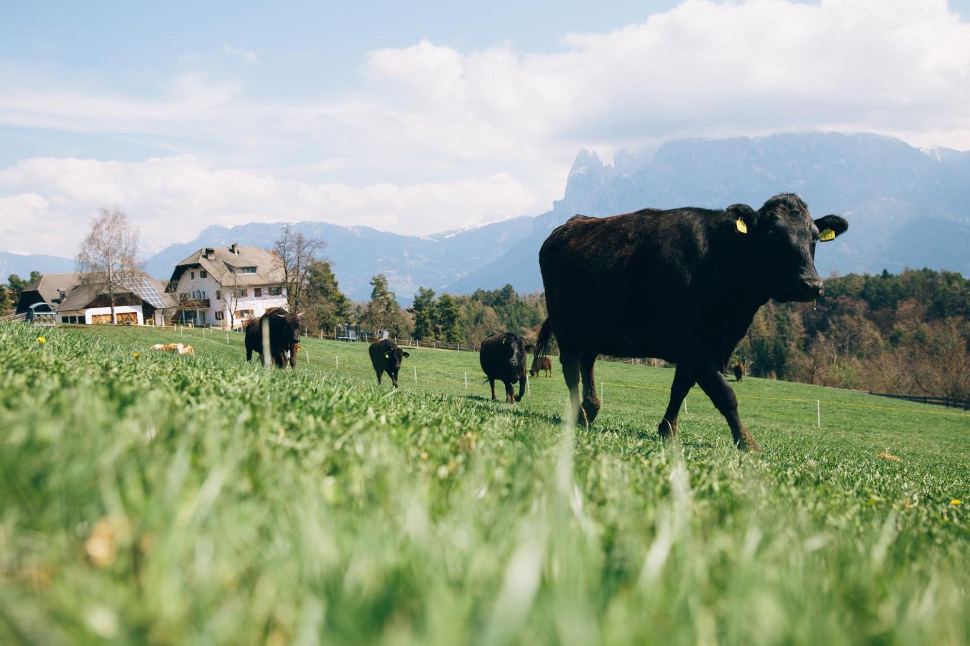 קוללבו Alpin Farm Linde - Oberweidacherhof מראה חיצוני תמונה